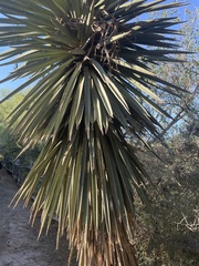 Asparagaceae