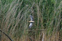 Ixobrychus minutus minutus