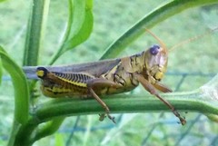 Melanoplus differentialis