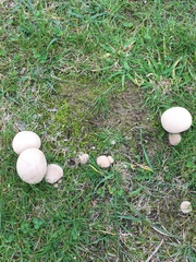 Lycoperdon pratense