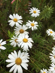 Osmitopsis osmitoides