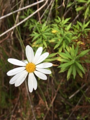 Osmitopsis osmitoides