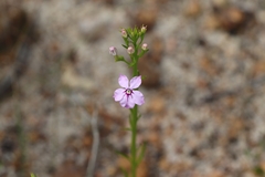 Isotoma