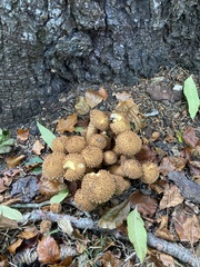 Pholiota squarrosa