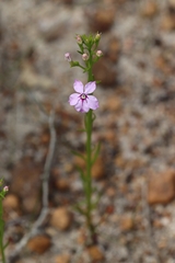 Isotoma