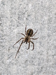 Zygiella x-notata