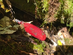 Balanophora laxiflora