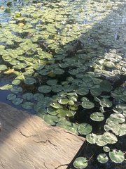 Nymphaea mexicana