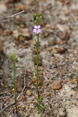 Isotoma
