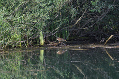 Ixobrychus minutus minutus