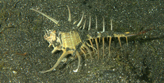 Murex tenuirostrum