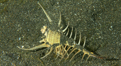 Murex tenuirostrum