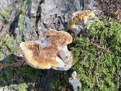 Bondarzewia occidentalis