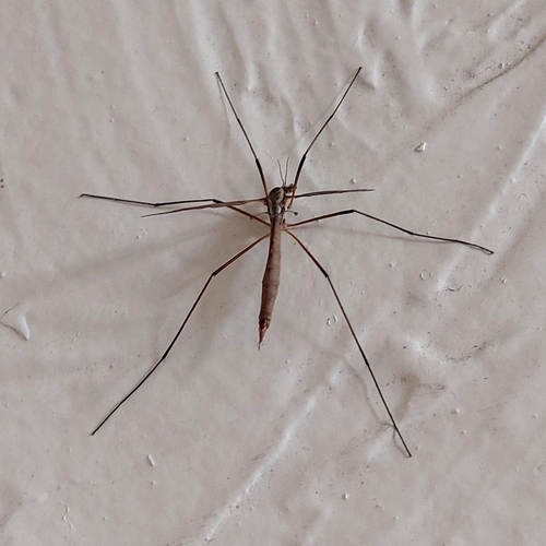 European crane fly
