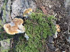 Bondarzewia occidentalis