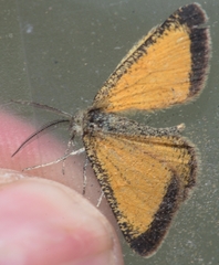 Isturgia limbaria
