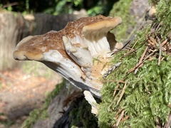 Bondarzewia occidentalis