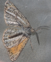 Isturgia limbaria