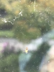 Thaumatomyia notata