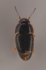 Ptiliidae