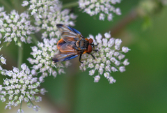 Phasia hemiptera