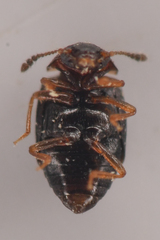 Proteinus