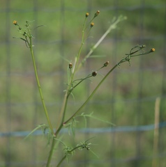 Bidens subalternans