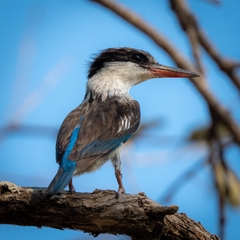 Halcyon chelicuti chelicuti