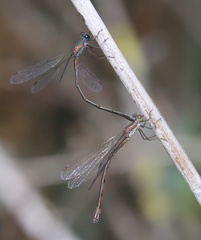 Chalcolestes parvidens