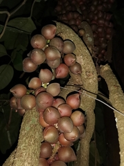 Schisandra macrocarpa