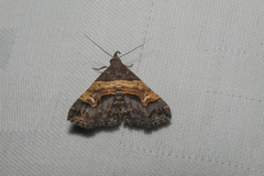 Bertula abjudicalis