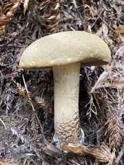 Caloboletus conifericola