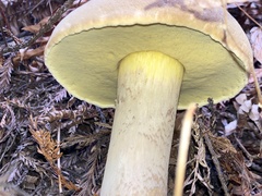 Caloboletus conifericola