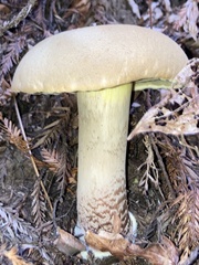 Caloboletus conifericola
