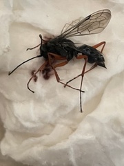 Aculeata