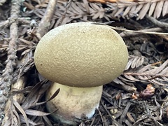 Caloboletus conifericola