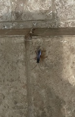 Aculeata