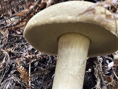 Caloboletus conifericola