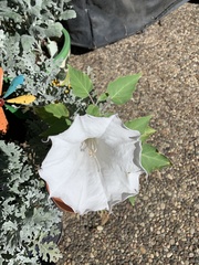 Datura wrightii