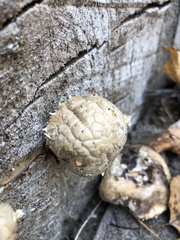 Hemipholiota