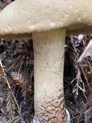 Caloboletus conifericola