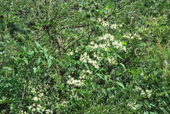 Clematis brevicaudata