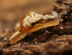 Helicarion cuvieri