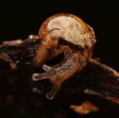 Helicarion cuvieri