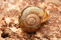 Austrorhytida capillacea