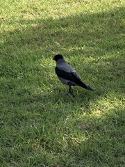Corvus cornix