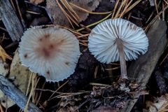Mycena zephirus