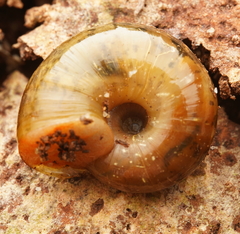 Austrorhytida capillacea