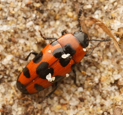 Episcaphula australis