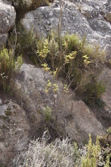 Notobubon tenuifolium